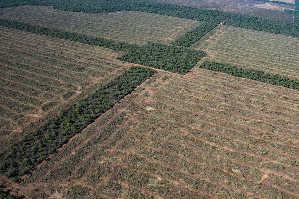 La FAO alerta en la COP 26 que La expansión agrícola causa cerca del 90 % de la deforestación mundial