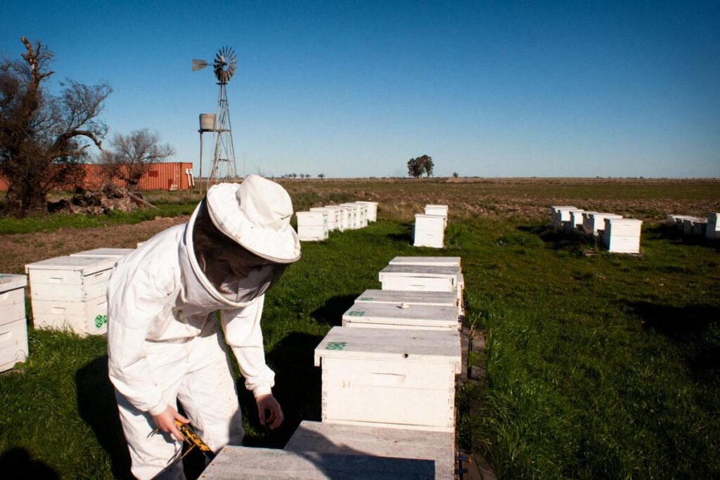 La apicultura argentina endulza al mundo